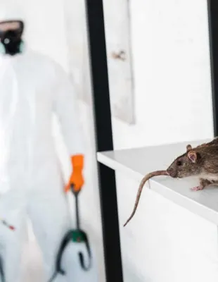 Rodent Control Cleaning Solutions